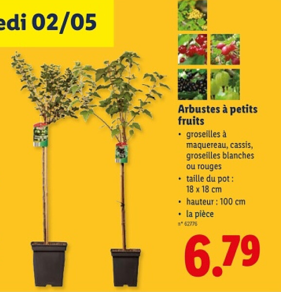 Arbustes à petits fruits