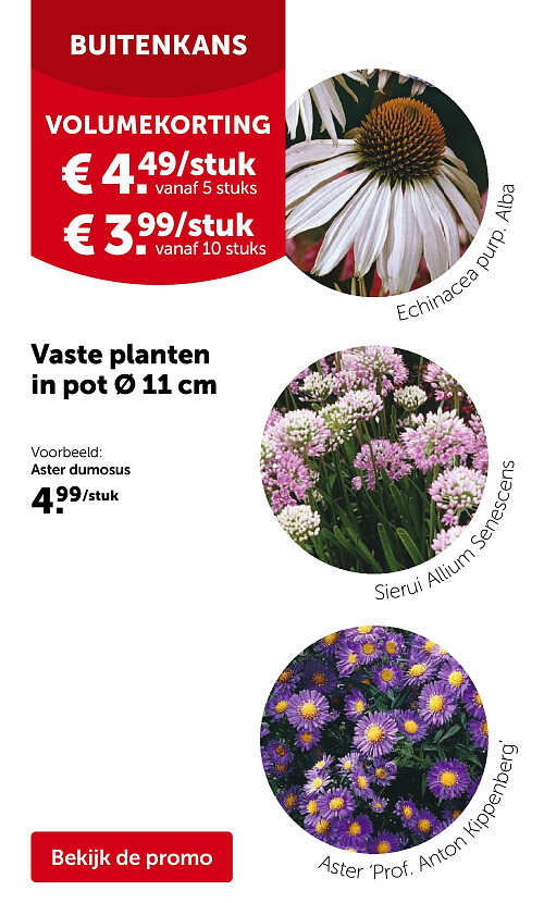 Vaste planten in pot Ø 11 cm