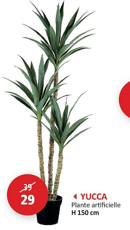 YUCCA