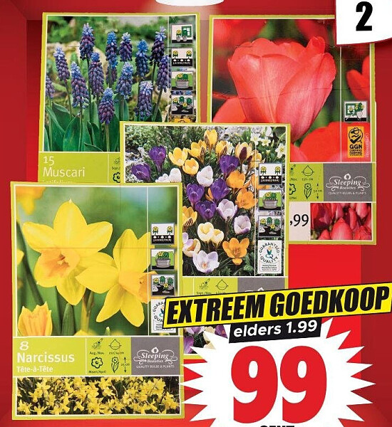 Bloembollen