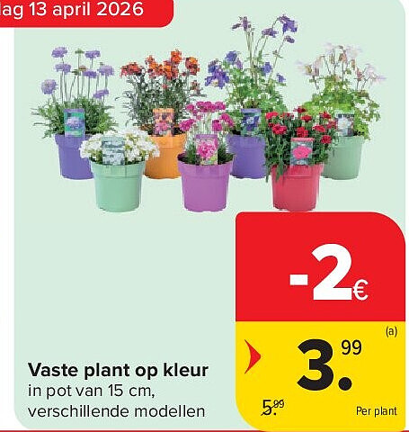 Vaste plant op kleur
