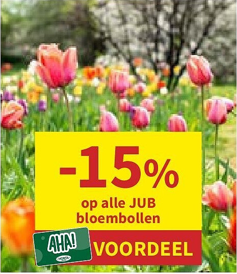 JUB bloembollen