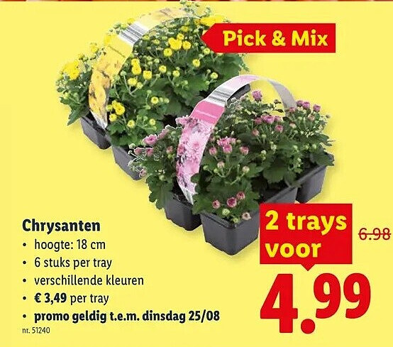 Chrysanten