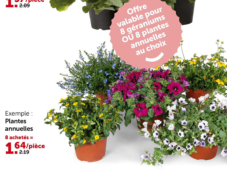 Plantes annuelles