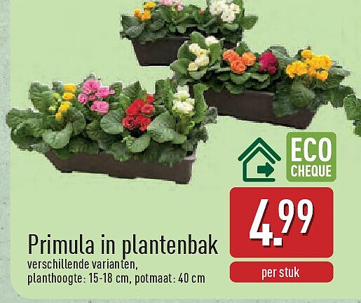 Primula in plantenbak