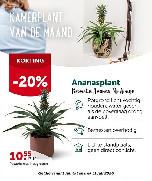Ananasplant