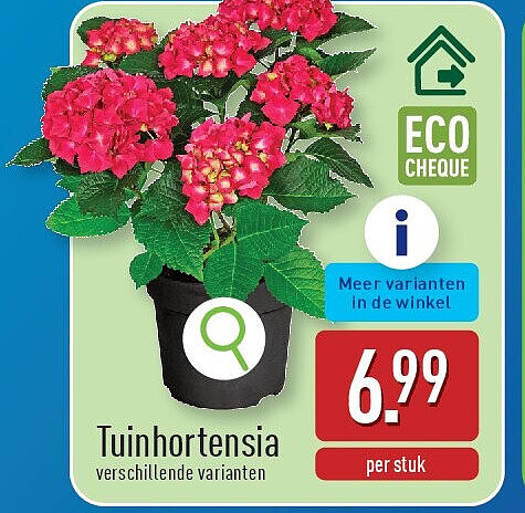 Tuinhortensia