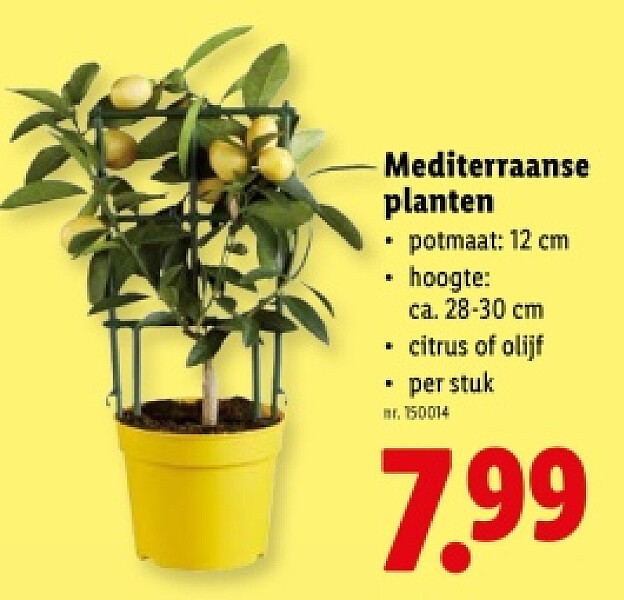 Mediterraanse planten