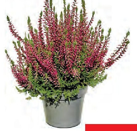 Calluna Garden Girls