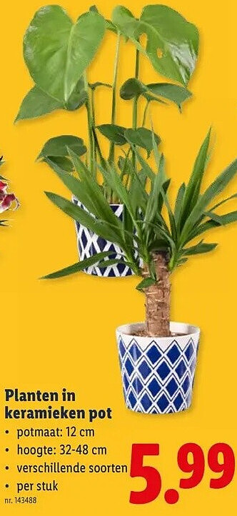 Planten in keramieken pot