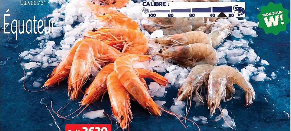 Crevettes entières cuites réfrigérées ou crues décongelées