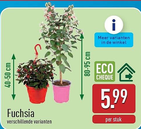 Fuchsia