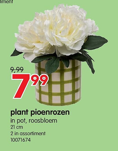 plant pioenrozen