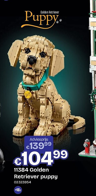 11384 Golden Retriever puppy