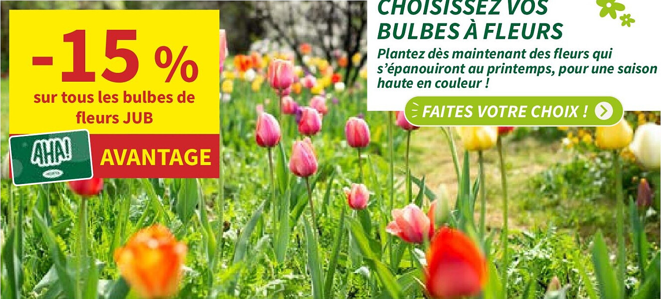 Bulbes de fleurs JUB