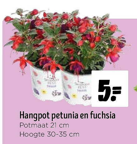 Hangpot petunia en fuchsia