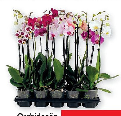 Orchideeën Phalaenopsis