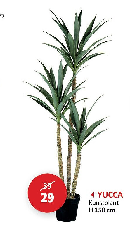 YUCCA