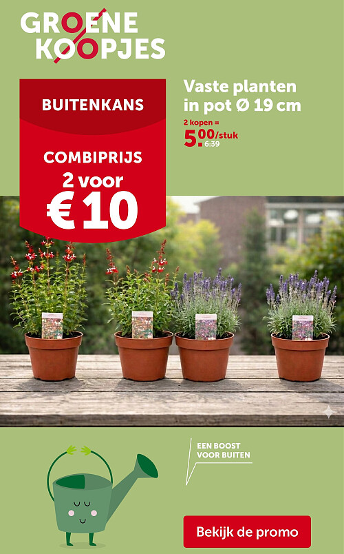 Vaste planten in pot Ø 19cm