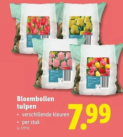 Bloembollen tulpen