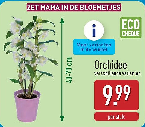 Orchidee