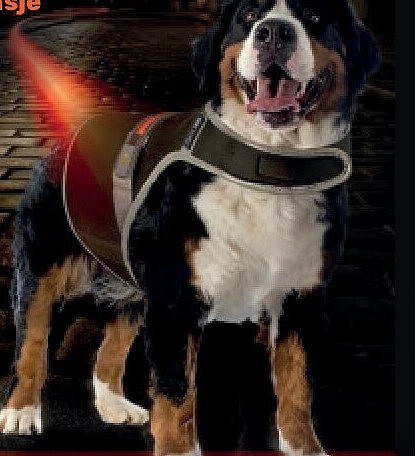 Veiligheidsjasje hond fluo USB - zwart, maat L