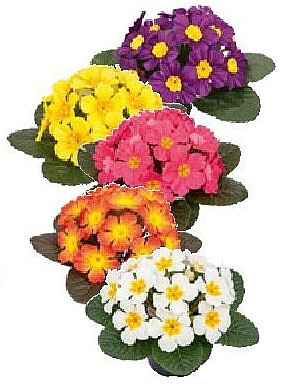 Boeket primula's