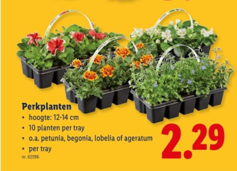 Perkplanten