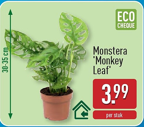 Monstera 'Monkey Leaf'