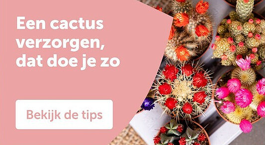 Een cactus verzorgen, dat doe je zo