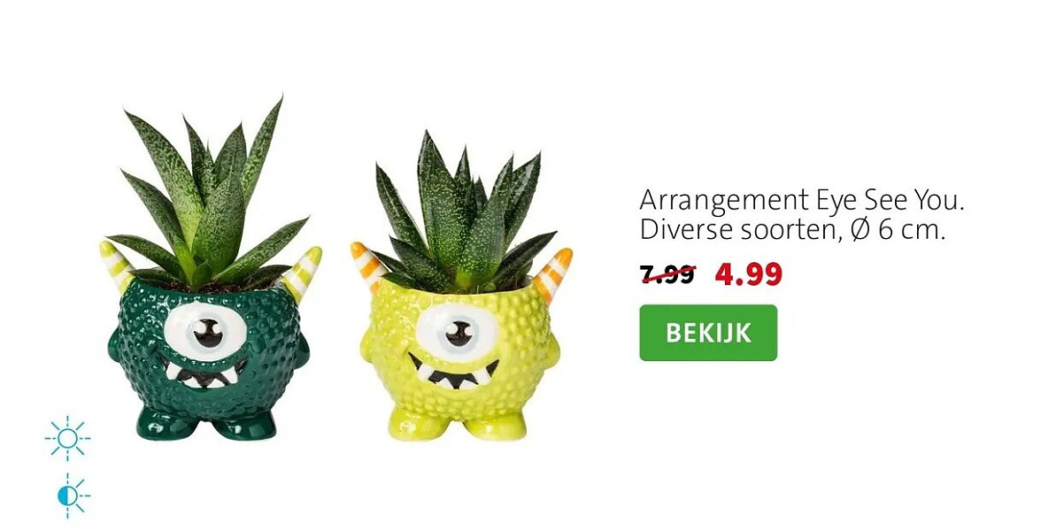 Arrangement Eye See You. Diverse soorten, Ø6 cm.