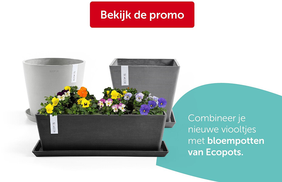 Combineer je nieuwe viooltjes met bloempotten van Ecopots.