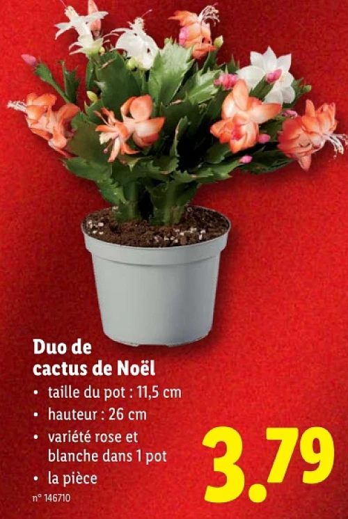 Duo de cactus de Noël