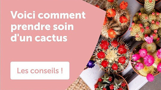 Voici comment prendre soin d'un cactus