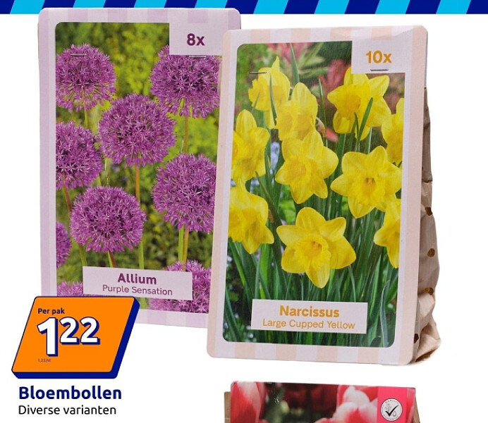 Bloembollen