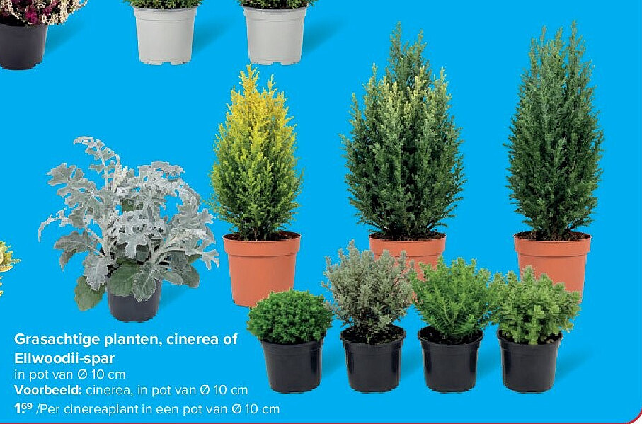 Grasachtige planten, cinerea of Ellwoodii-spar