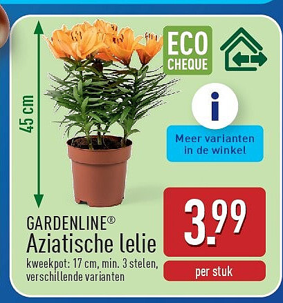 Aziatische lelie