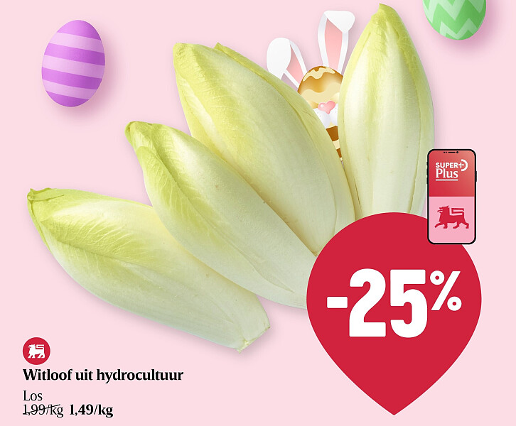 Witloof uit hydrocultuur