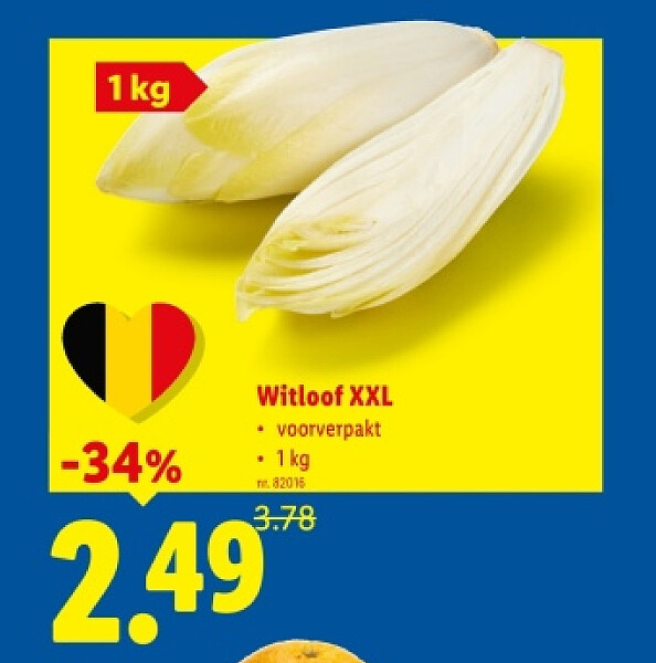 Witloof XXL