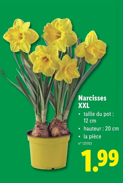 Narcisses XXL