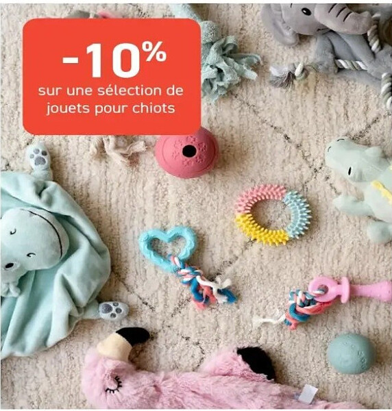 Jouets pour chatons