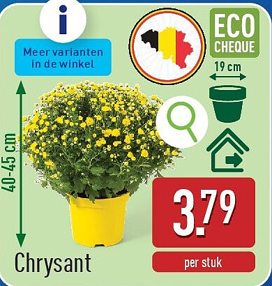 Chrysant