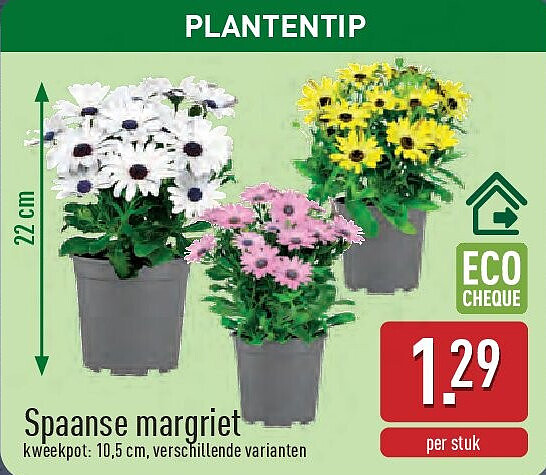 Spaanse margriet