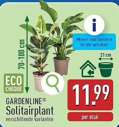 Solitairplant