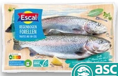 Regenbogenforellen