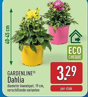 Dahlia