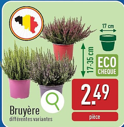 Bruyère