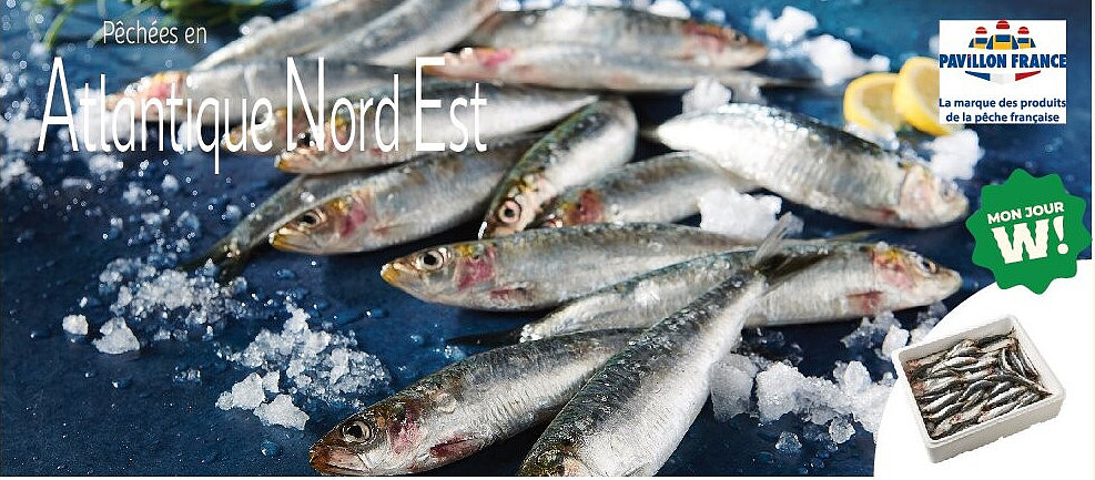 Sardines
