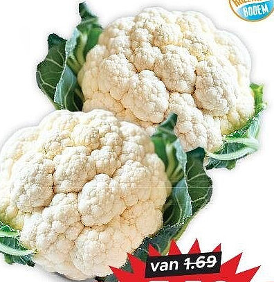 Hollandse bloemkool