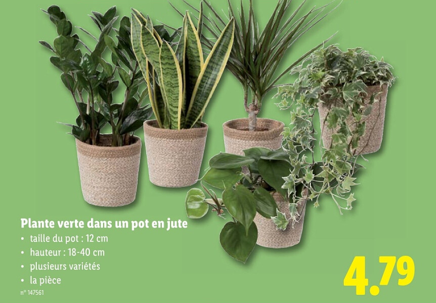 Plante verte dans un pot en jute